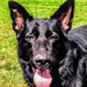 Meet your Posher, Gilbert